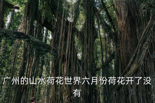 廣州的山水荷花世界六月份荷花開了沒有