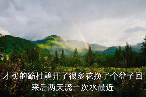 簕杜鵑，才買的簕杜鵑開了很多花換了個盆子回來后兩天澆一次水最近