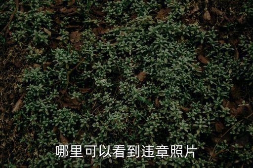 哪里可以看到違章照片