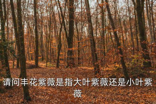 大花紫薇，請問豐花紫薇是指大葉紫薇還是小葉紫薇