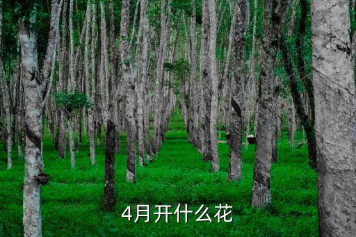 4月開什么花
