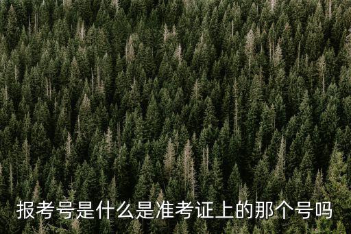 報名號，報考號是什么是準考證上的那個號嗎