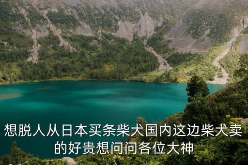 中國禁養柴犬，想脫人從日本買條柴犬國內這邊柴犬賣的好貴想問問各位大神