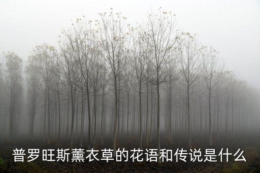普羅旺斯薰衣草的花語和傳說是什么