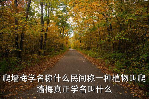 爬墻梅，爬墻梅已經生根埋土里可以嗎