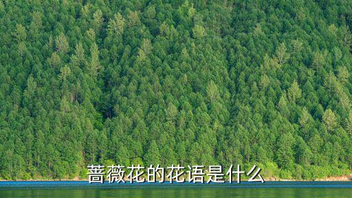 薔薇花的花語是什么