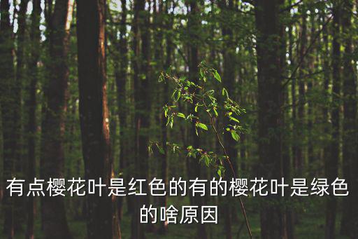 有點櫻花葉是紅色的有的櫻花葉是綠色的啥原因