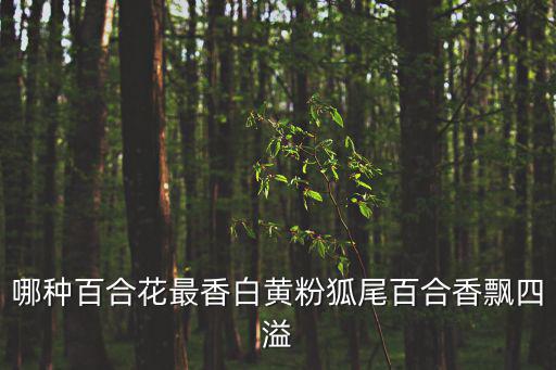 哪種百合花最香白黃粉狐尾百合香飄四溢