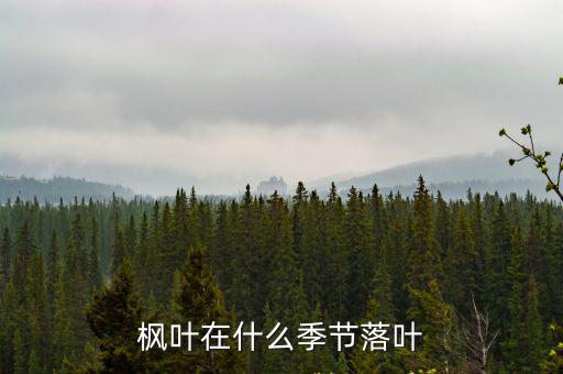楓葉在什么季節(jié)落葉