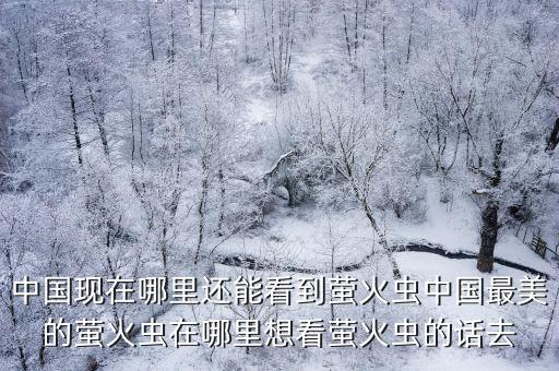 中國現在哪里還能看到螢火蟲中國最美的螢火蟲在哪里想看螢火蟲的話去