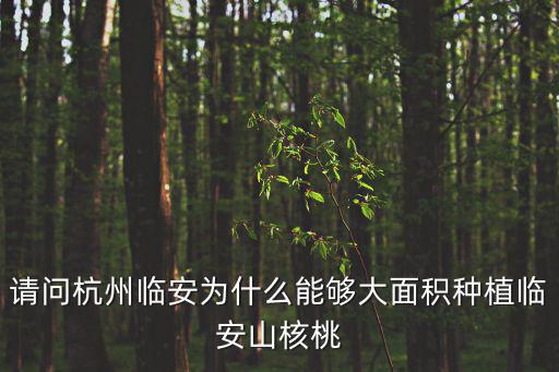 杭州山核桃，請(qǐng)問杭州臨安為什么能夠大面積種植臨安山核桃