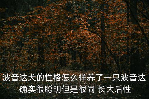 波音達犬的性格怎么樣養了一只波音達 確實很聰明但是很鬧 長大后性
