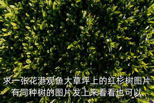 求一張花港觀魚大草坪上的紅杉樹圖片有同種樹的圖片發上來看看也可以