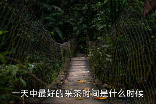 一天中最好的采茶時間是什么時候