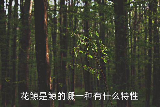 花鯨，花鯨是鯨的哪一種有什么特性