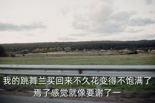 我的跳舞蘭買回來不久花變得不飽滿了焉了感覺就像要謝了一
