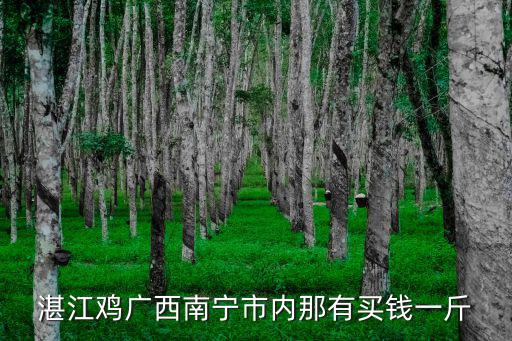湛江雞廣西南寧市內那有買錢一斤