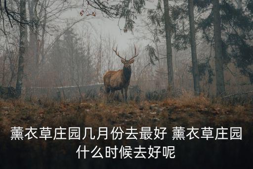 薰衣草莊園幾月份去最好 薰衣草莊園什么時候去好呢