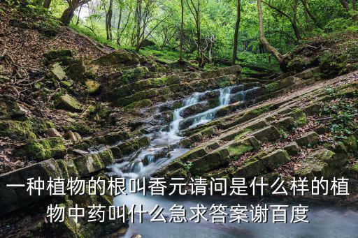 香元，香元樹就是沉香樹么