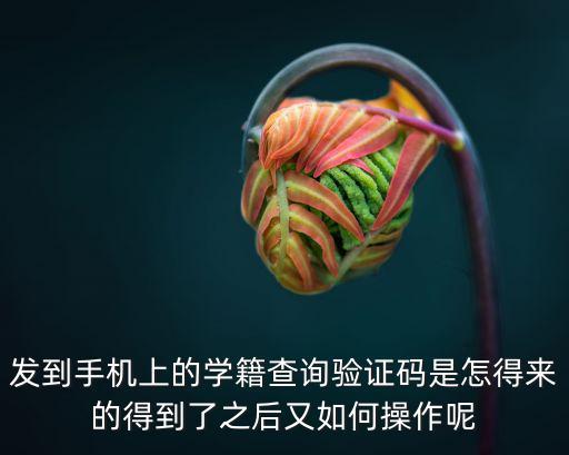 發到手機上的學籍查詢驗證碼是怎得來的得到了之后又如何操作呢