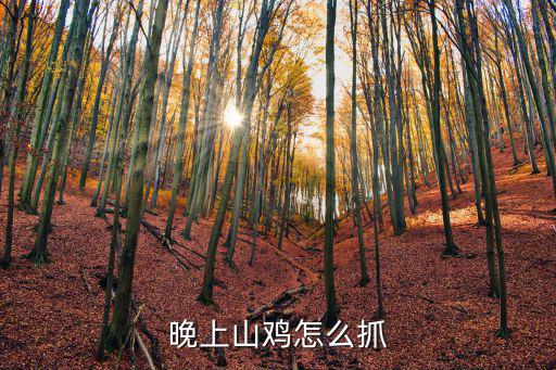 晚上山雞怎么抓