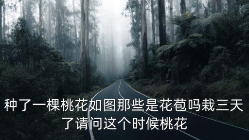 種了一棵桃花如圖那些是花苞嗎栽三天了請問這個時候桃花