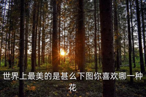 世界上最美的是甚么下圖你喜歡哪一種花