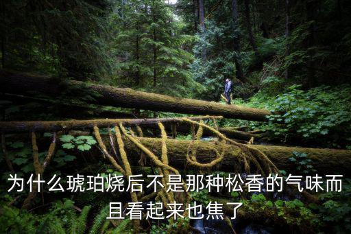 為什么琥珀燒后不是那種松香的氣味而且看起來也焦了