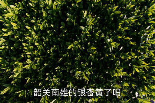 韶關南雄的銀杏黃了嗎