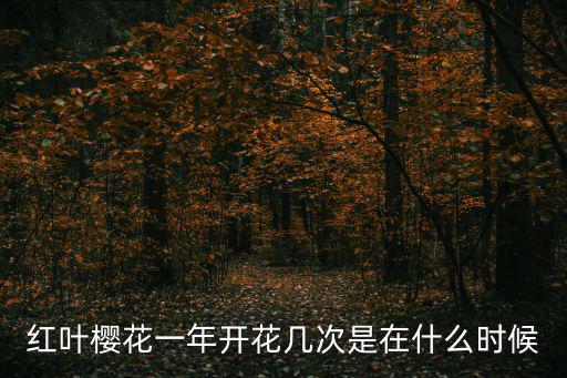 紅葉櫻花一年開花幾次是在什么時候