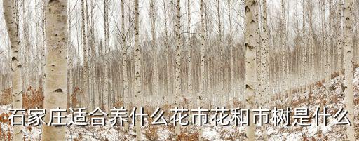 石家莊適合養什么花市花和市樹是什么