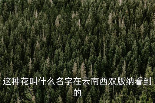 玉茗花，這種花叫什么名字在云南西雙版納看到的