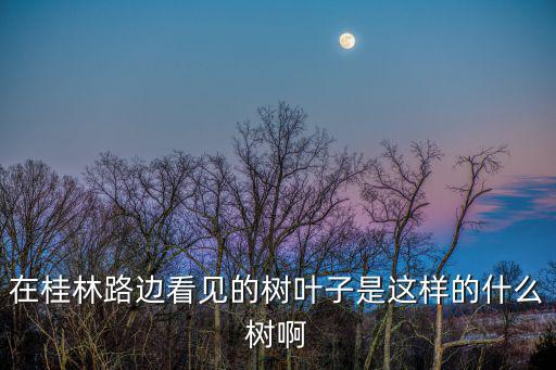 在桂林路邊看見的樹葉子是這樣的什么樹啊