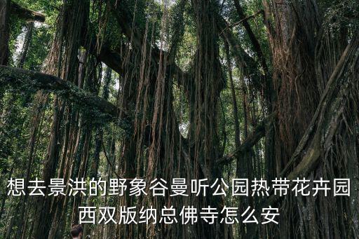 想去景洪的野象谷曼聽公園熱帶花卉園西雙版納總佛寺怎么安