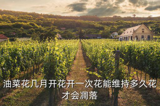 油菜花幾月開花開一次花能維持多久花才會(huì)凋落