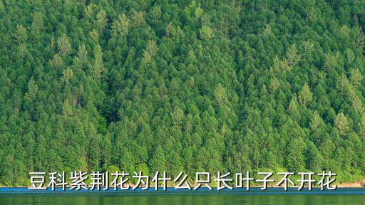 豆科紫荊花為什么只長葉子不開花