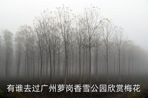 有誰去過廣州蘿崗香雪公園欣賞梅花