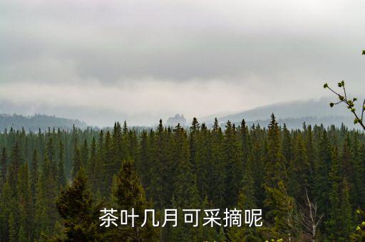 茶葉幾月可采摘呢