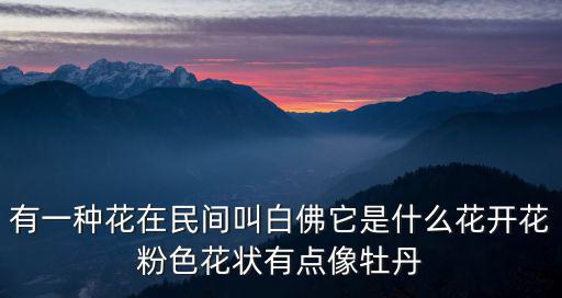 有一種花在民間叫白佛它是什么花開花粉色花狀有點像牡丹