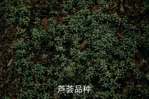 蘆薈品種