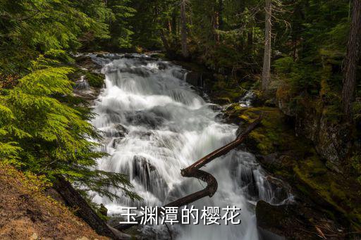 玉淵潭櫻花節(jié)，玉淵潭的櫻花