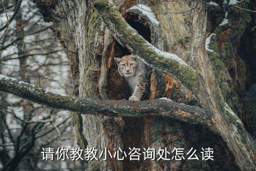 咨詢處，請你教教小星咨詢處怎么讀