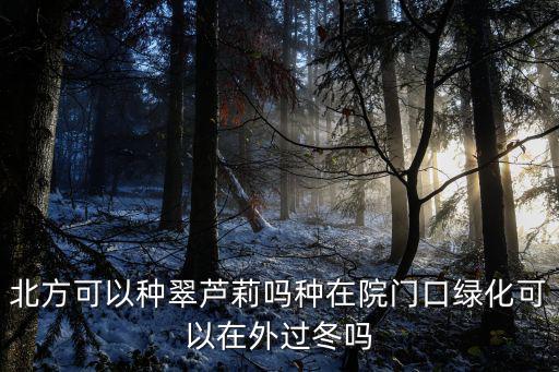 翠蘆莉，北方可以種翠蘆莉嗎種在院門(mén)口綠化可以在外過(guò)冬嗎