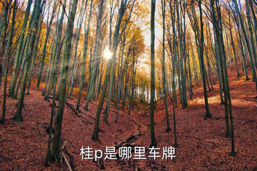桂P，桂p是什么地方的車牌