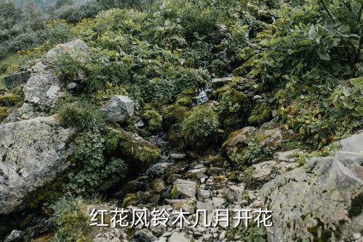 紅花風(fēng)鈴木幾月開花