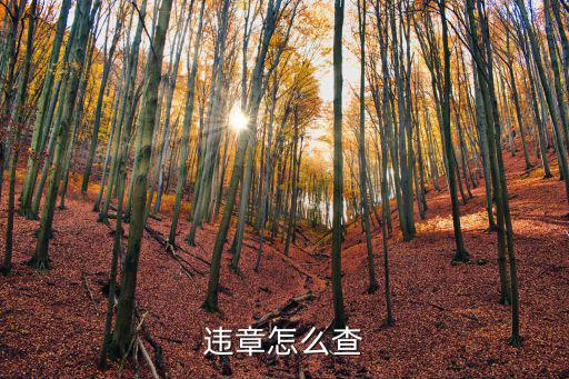 違章怎么查