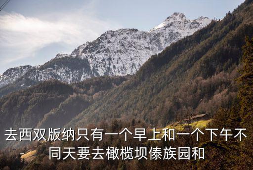 去西雙版納只有一個(gè)早上和一個(gè)下午不同天要去橄欖壩傣族園和