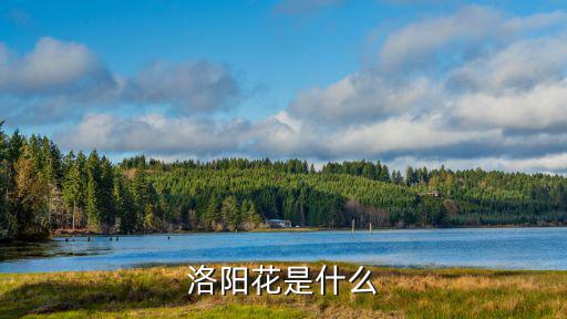 洛陽花是什么