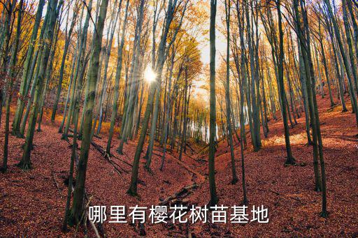 哪里有櫻花樹苗基地