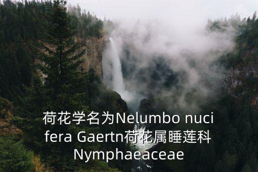 睡蓮科，談到荷自然就要提到藕荷屬睡蓮科是多年生草本